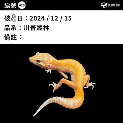 豹紋守宮．川普叢林（編號 426）3