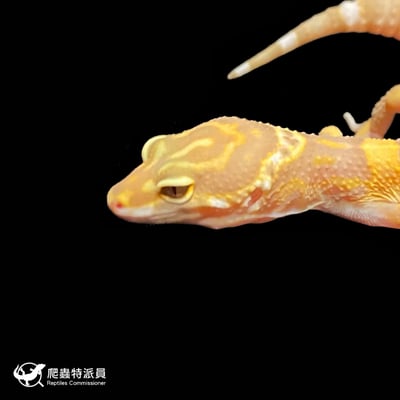 豹紋守宮．日焰（編號 102 ）5