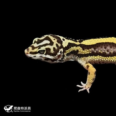 豹紋守宮．土匪（編號 311）5