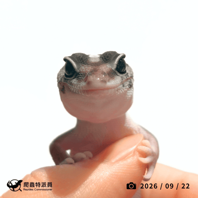 肥尾守宮．直線普肥（編號 471）2