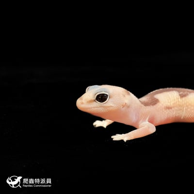 肥尾守宮．祖魯 poss 焦糖（編號 144）5