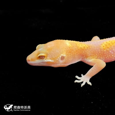 豹紋守宮．川普叢林（編號 77）5