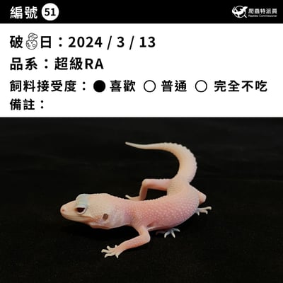 豹紋守宮．超級 RA（編號 51）3