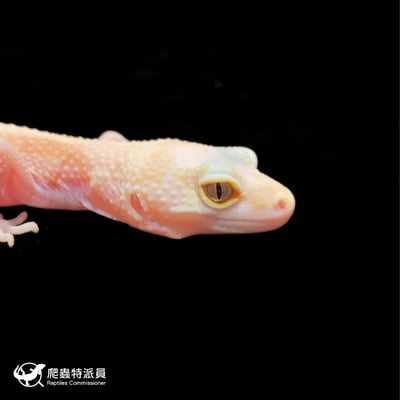 豹紋守宮．WY 直線川白雪花（編號 395）4