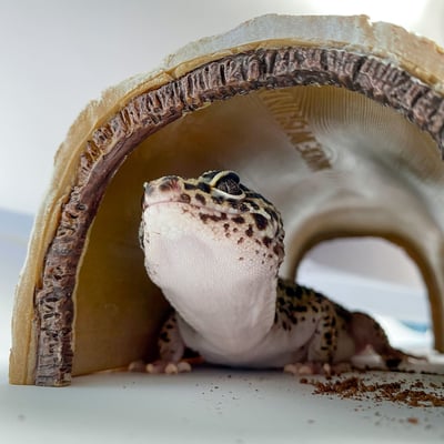 爬蟲仿真樺木躲避屋 S／M／L5