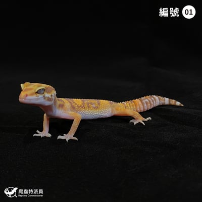 豹紋守宮．貝爾白化（編號 1）1