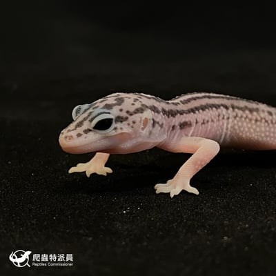 豹紋守宮．超雪（編號 57）4