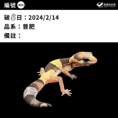 肥尾守宮．普肥（編號 425）3