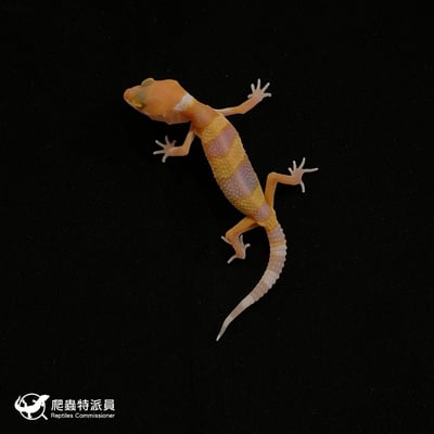 豹紋守宮．日焰（編號 111）2