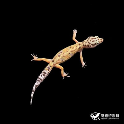 豹紋守宮．高黃（編號 317）2