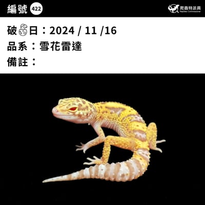 豹紋守宮．雪花雷達（編號 422）3