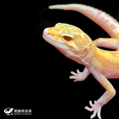 豹紋守宮．川白日蝕（編號 202 ）5