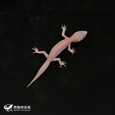 豹紋守宮．全日蝕（編號 175）2