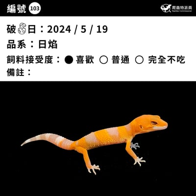 豹紋守宮．日焰（編號 103）3