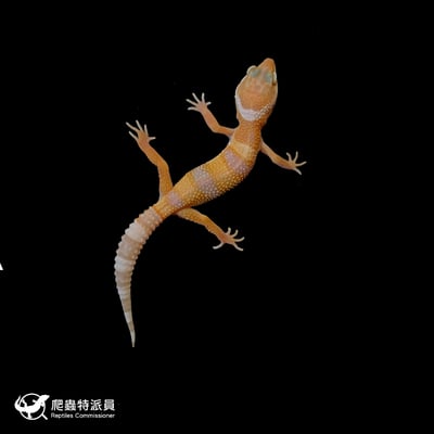 豹紋守宮．川普白化（編號 70）2