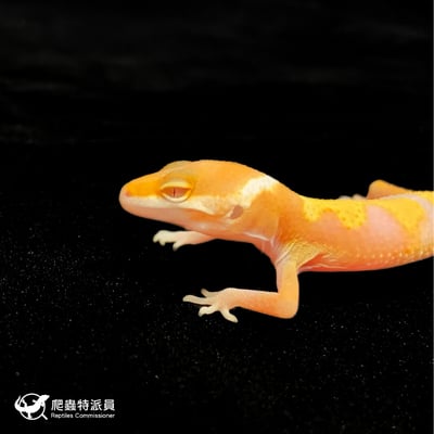 豹紋守宮．川普叢林（編號 74）5