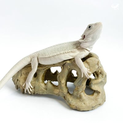 暴龍頭骨躲避屋5