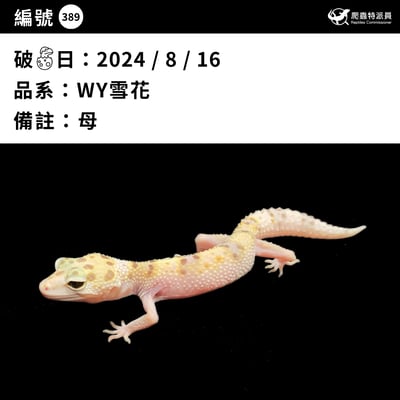 豹紋守宮．WY 雪花（編號 389）3