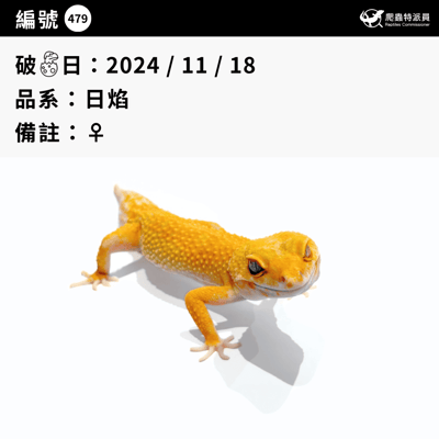 豹紋守宮．日焰（編號 479）3