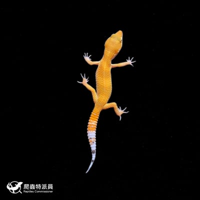 豹紋守宮．橘化（編號 371）2