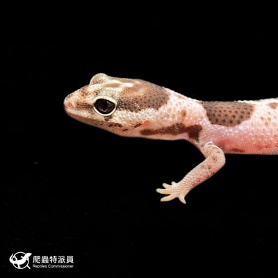 肥尾守宮．立可白 Oreo h 橘白（編號 377）4