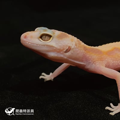 豹紋守宮．WY 川白（編號 5）6