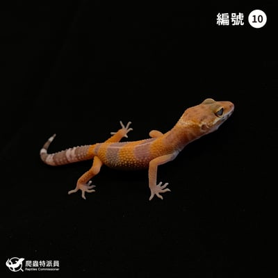 豹紋守宮．日焰（編號 10）1