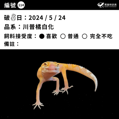 豹紋守宮．川普橘白化（編號 114）3