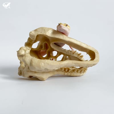 暴龍頭骨躲避屋（張口款）4