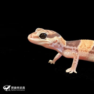 肥尾守宮．普肥 h 奧立奧無紋（編號 181）5