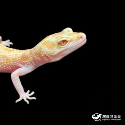 豹紋守宮．WY RAPTOR（編號 394）4