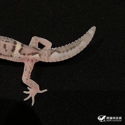 豹紋守宮．雪花叢林（編號 30）4