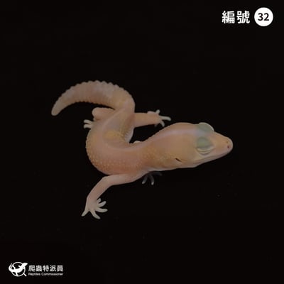 肥尾守宮．直線橘白祖魯 h 焦糖（編號 32）1