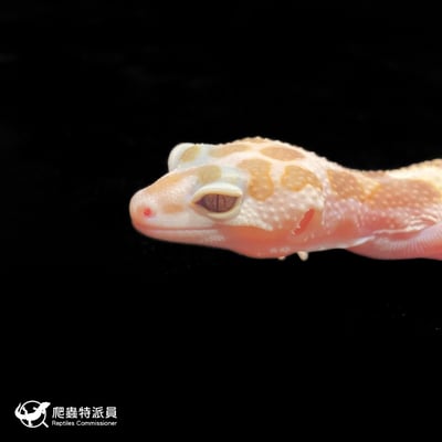 豹紋守宮．WY 川白雪花（編號 340）5