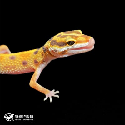 豹紋守宮．直線橘化（編號 427）4