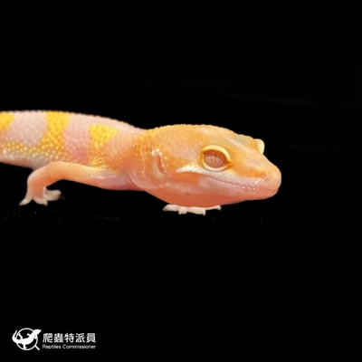 豹紋守宮．川普叢林（編號 77）4