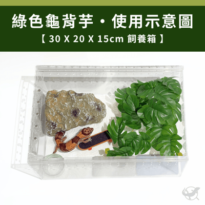 爬蟲龜背芋植物造景3