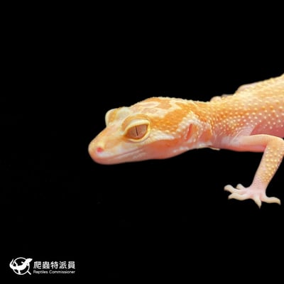 豹紋守宮．WY 彩虹川白（編號 393）5