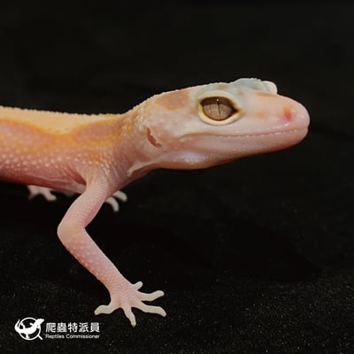 豹紋守宮．WY 川白（編號 5）5