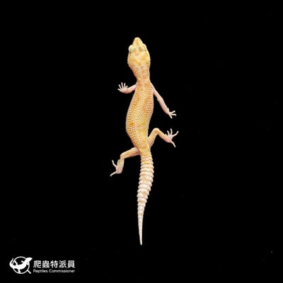 豹紋守宮．WY RAPTOR（編號 394）2