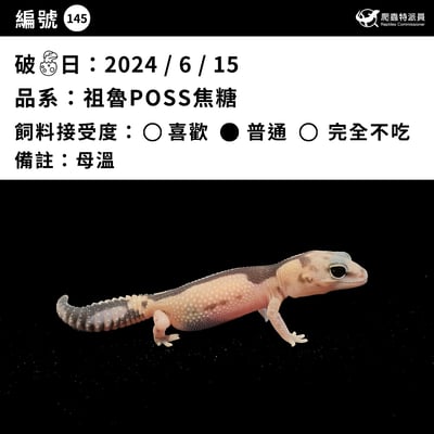 肥尾守宮．祖魯 poss 焦糖（編號 145）3