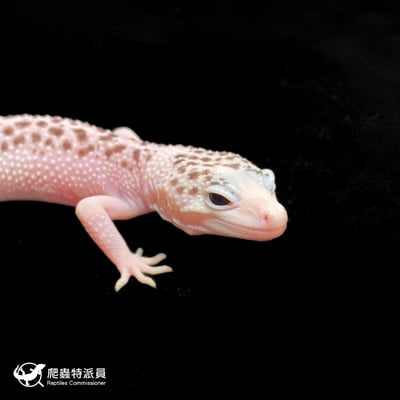 豹紋守宮．全日蝕（編號 271）4