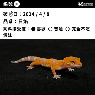 豹紋守宮．日焰（編號 91）3