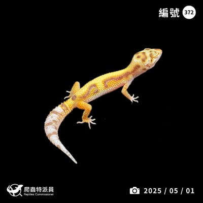 豹紋守宮．WY 貝爾（編號 372）1