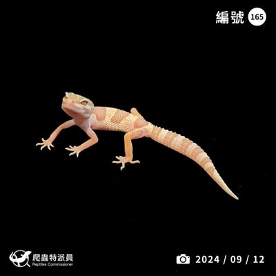 豹紋守宮．川普雪花（編號 165）1