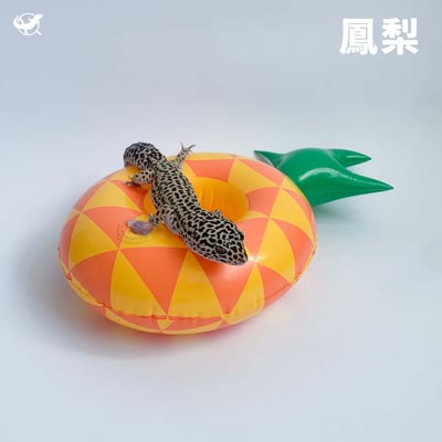 爬蟲造型泳圈5