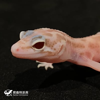 豹紋守宮．川白雪花日蝕（編號 11）5