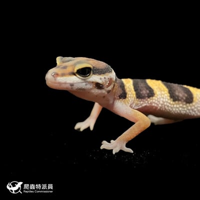 豹紋守宮．高黃（編號 79）5