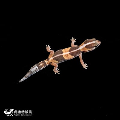 肥尾守宮．直線普肥 h 橘白無紋（編號 177）2