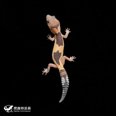 肥尾守宮．祖魯 h Oreo 幽靈（編號 374）2